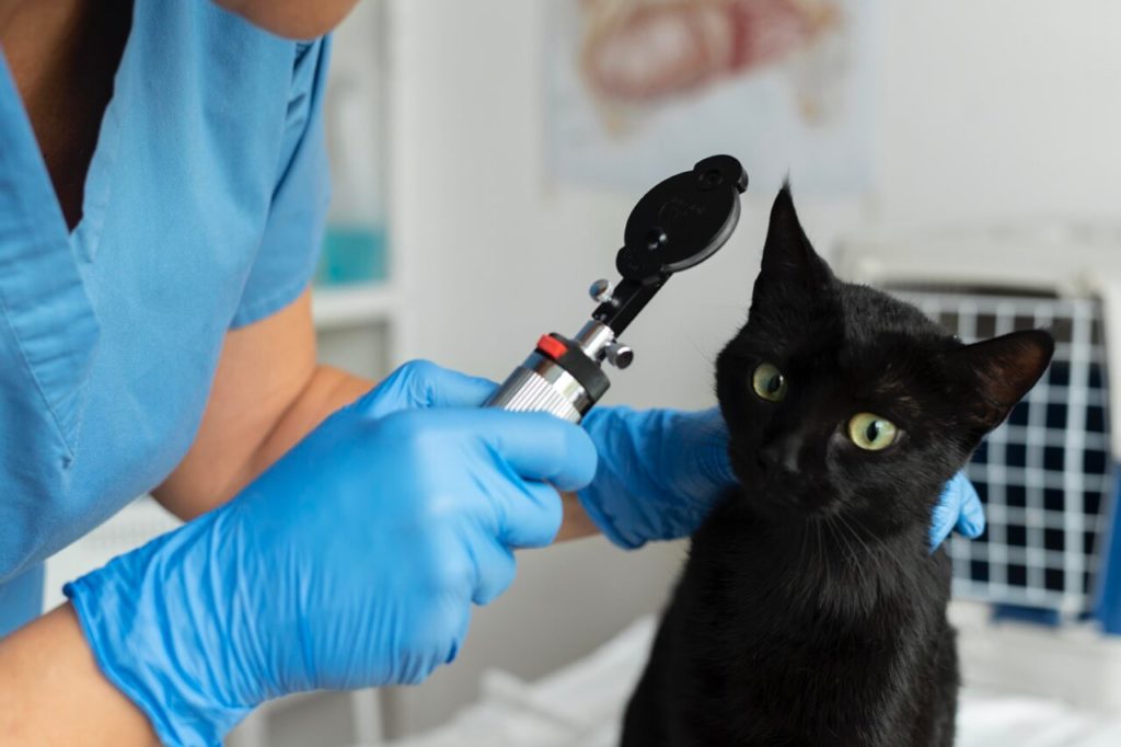 close up veterinarian taking care cat krupnyj razmer Как выбрать ветеринарную клинику и врача - Блог SUPERPET