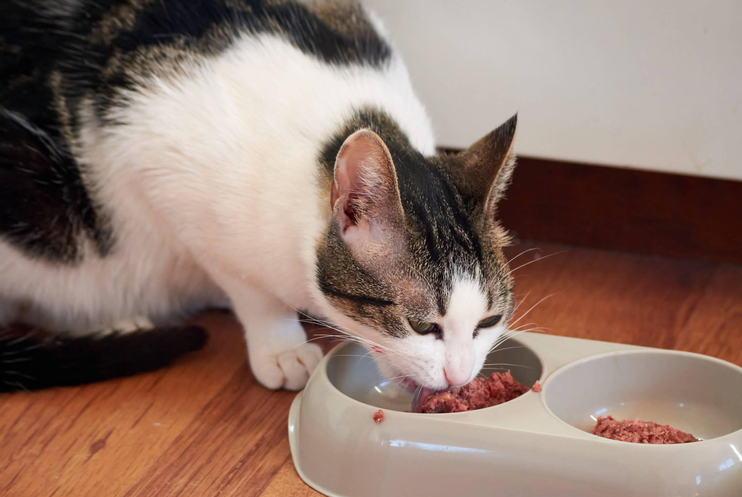 closeup shot beautiful gray white cat eating food scaled Преимущества и недостатки сырого питания для кошек и собак - Блог SUPERPET