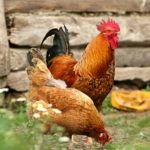 Сальмонеллёз: опасно ли сырое мясо - Блог SUPERPET
