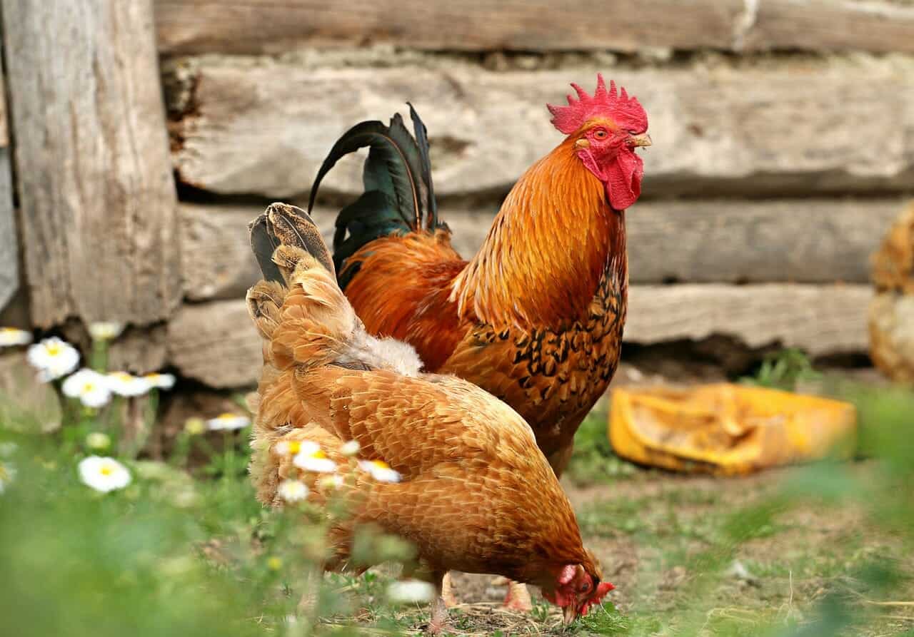 Сальмонеллёз: опасно ли сырое мясо - Блог SUPERPET