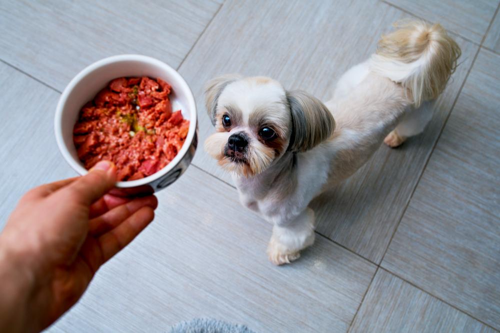 comida perruna large bcqcwzzjq9 Почему собака ест фекалии - Блог SUPERPET