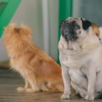 Диабет у собак: причины и лечение - Блог SUPERPET