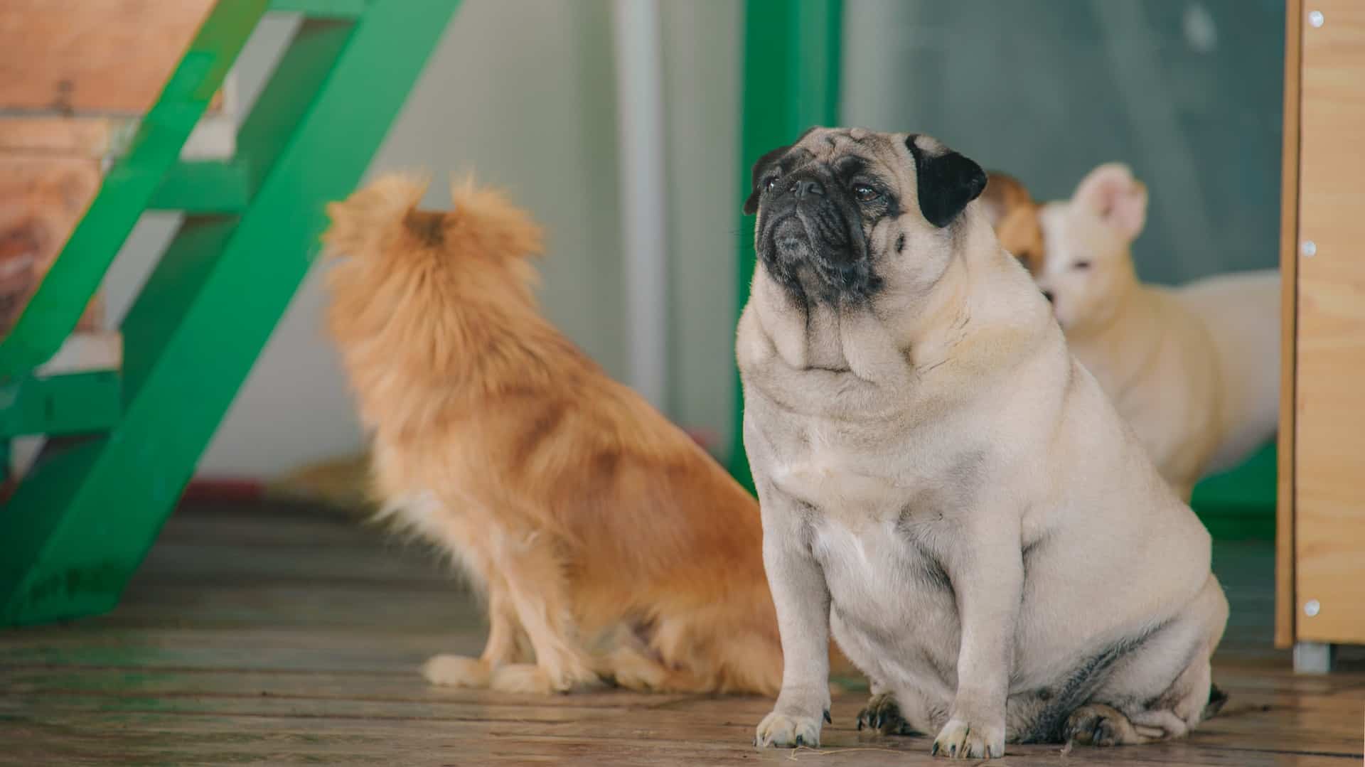 Диабет у собак: причины и лечение - Блог SUPERPET