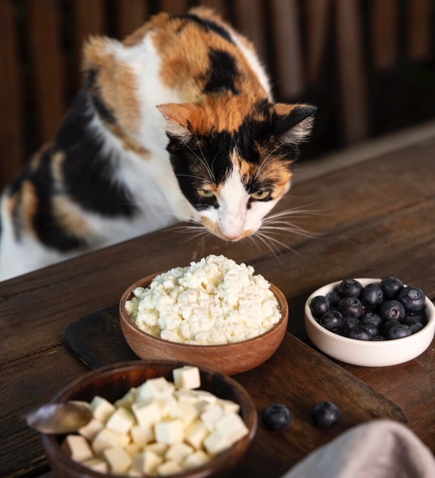 Лакомства со стола: чем угостить кошку - Блог SUPERPET
