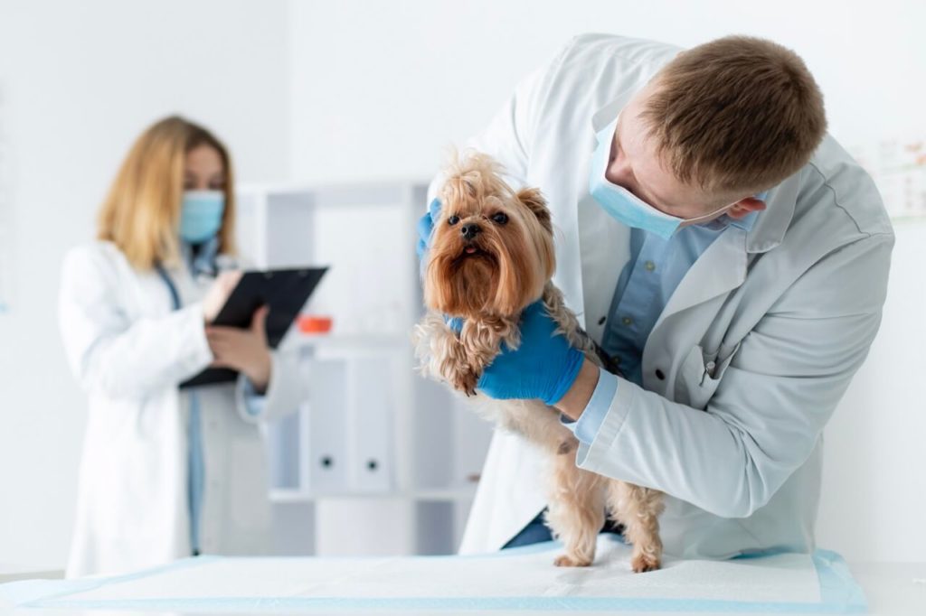 cute dog consultation krupnyj razmer 1 Как выбрать ветеринарную клинику и врача - Блог SUPERPET