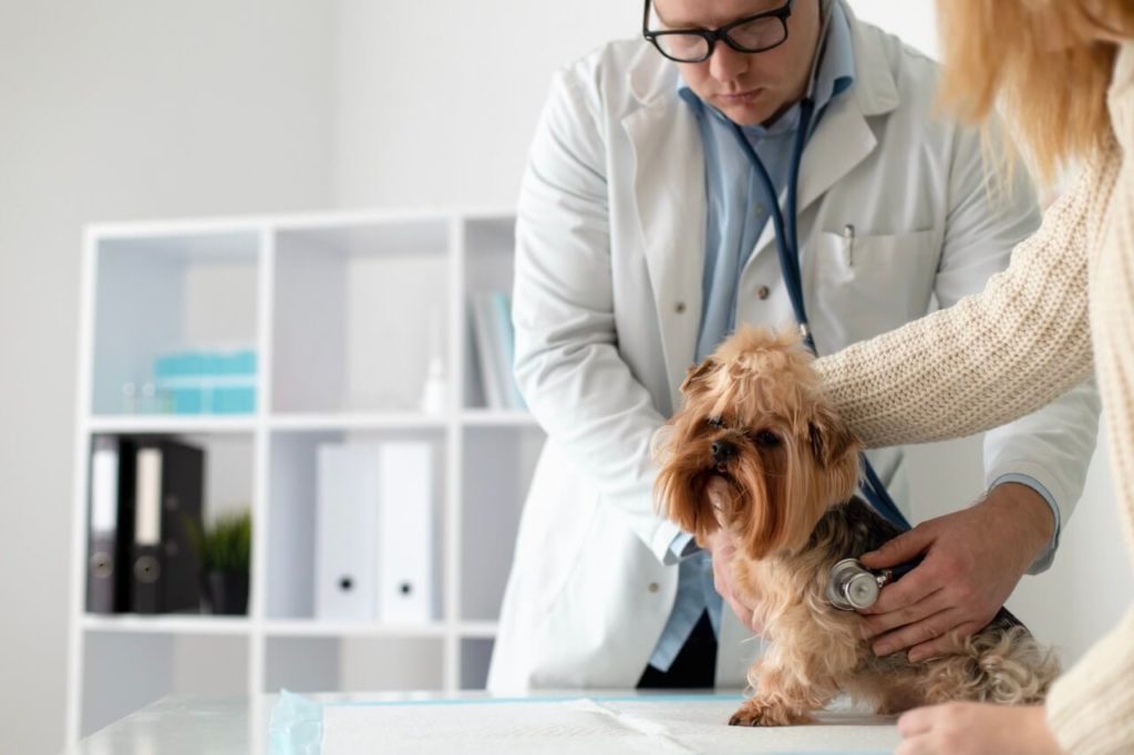 cute dog during a consultation krupnyj razmer Мочекаменная болезнь у кошек и собак - Блог SUPERPET