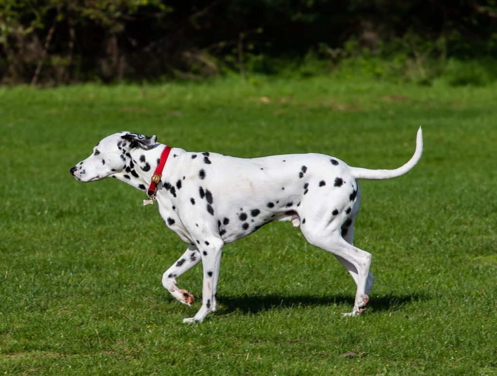 dalmatian dog 4540724 1280 1 Какие породы собак самые крупные - Блог SUPERPET