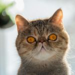Диабет у кошек: причины и лечение - Блог SUPERPET