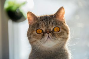 Диабет у кошек: причины и лечение - Блог SUPERPET