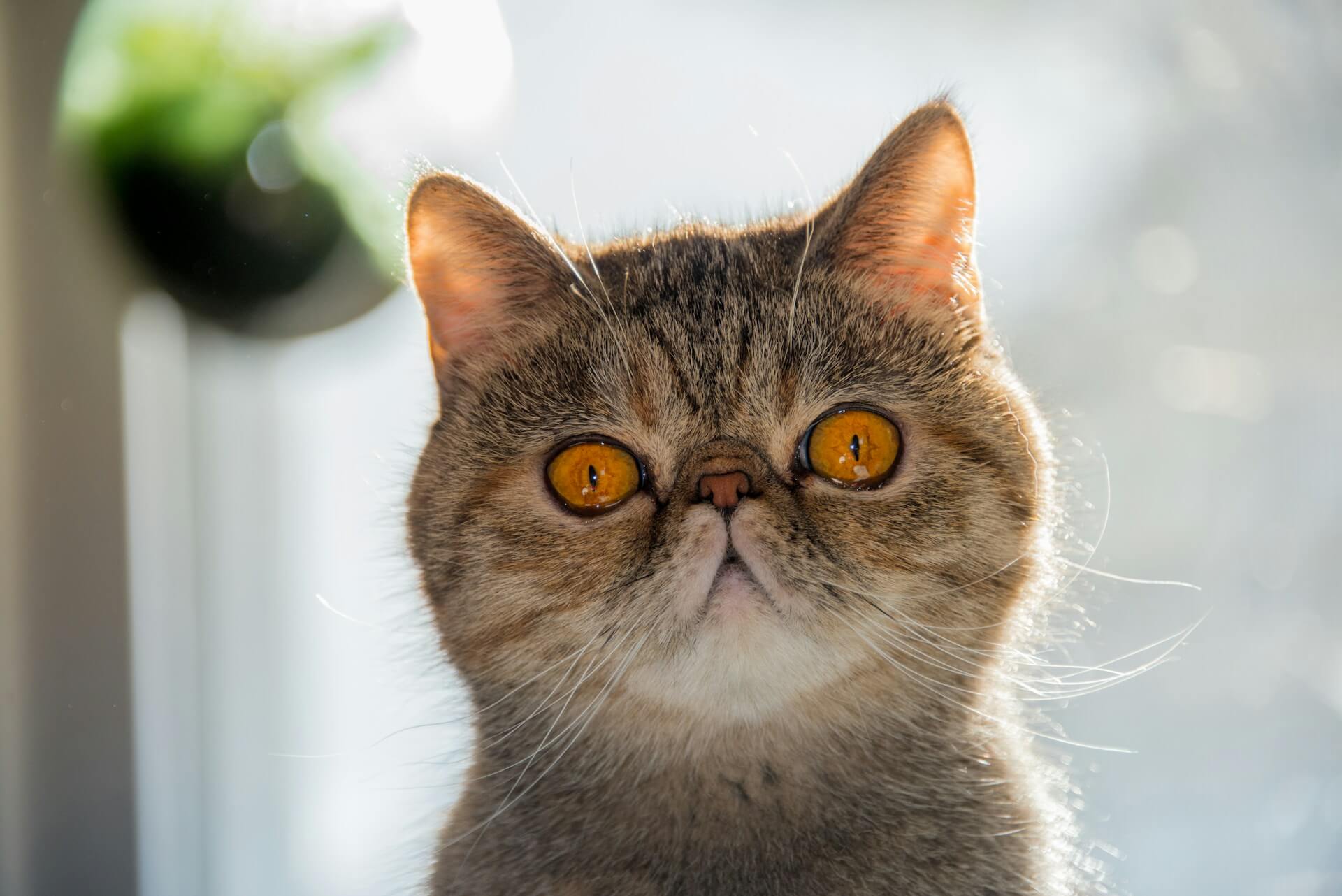 Диабет у кошек: причины и лечение - Блог SUPERPET