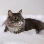 Сколько длится беременность у кошек - Блог SUPERPET