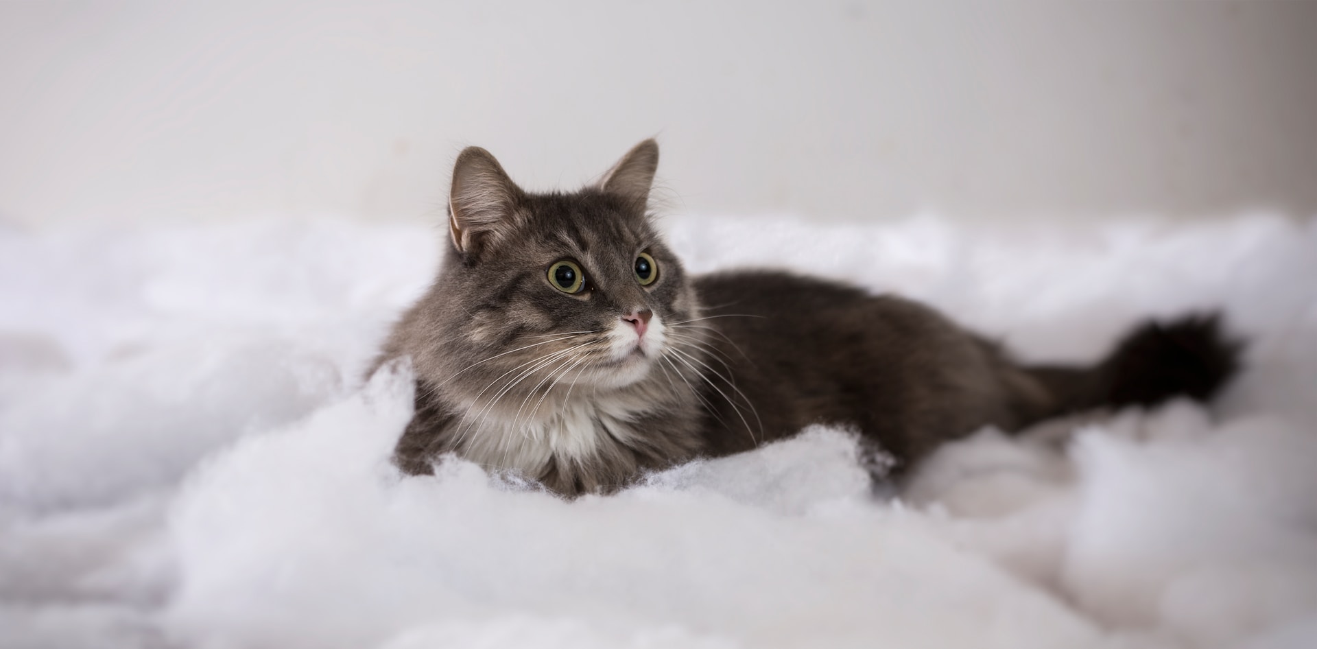 Сколько длится беременность у кошек - Блог SUPERPET