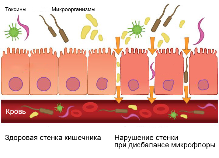 Заболевания ЖКТ у собак и видотипичный рацион - Блог SUPERPET