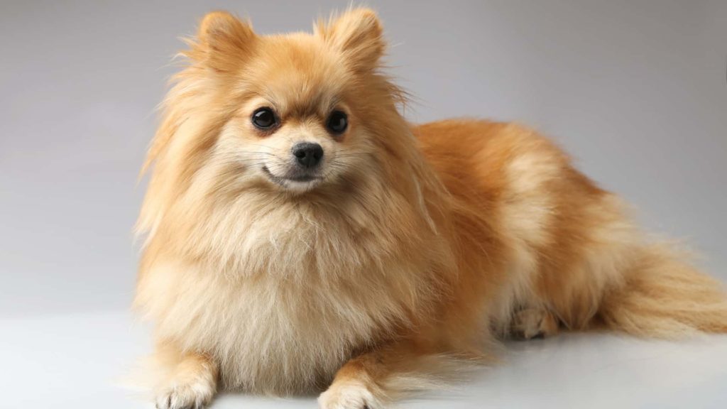 dizajn bez nazvanija 7 Топ самых популярных пород собак в России и мире - Блог SUPERPET