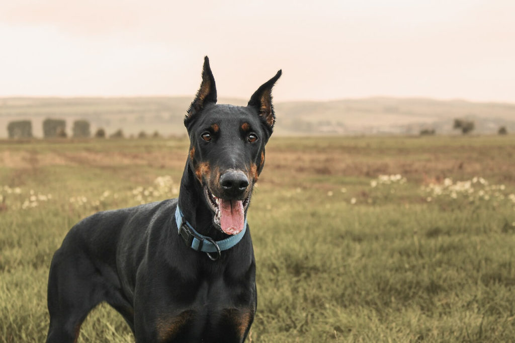 doberman 1177919 1280 1 Какие породы собак самые крупные - Блог SUPERPET
