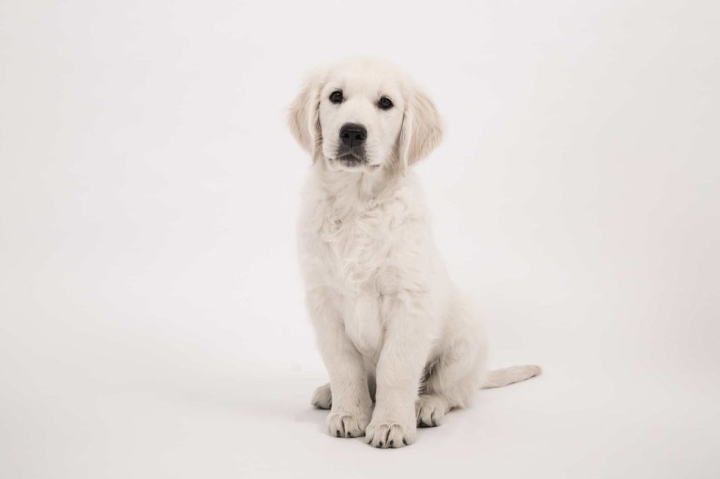 dog 2655472 1920 Белый щенок