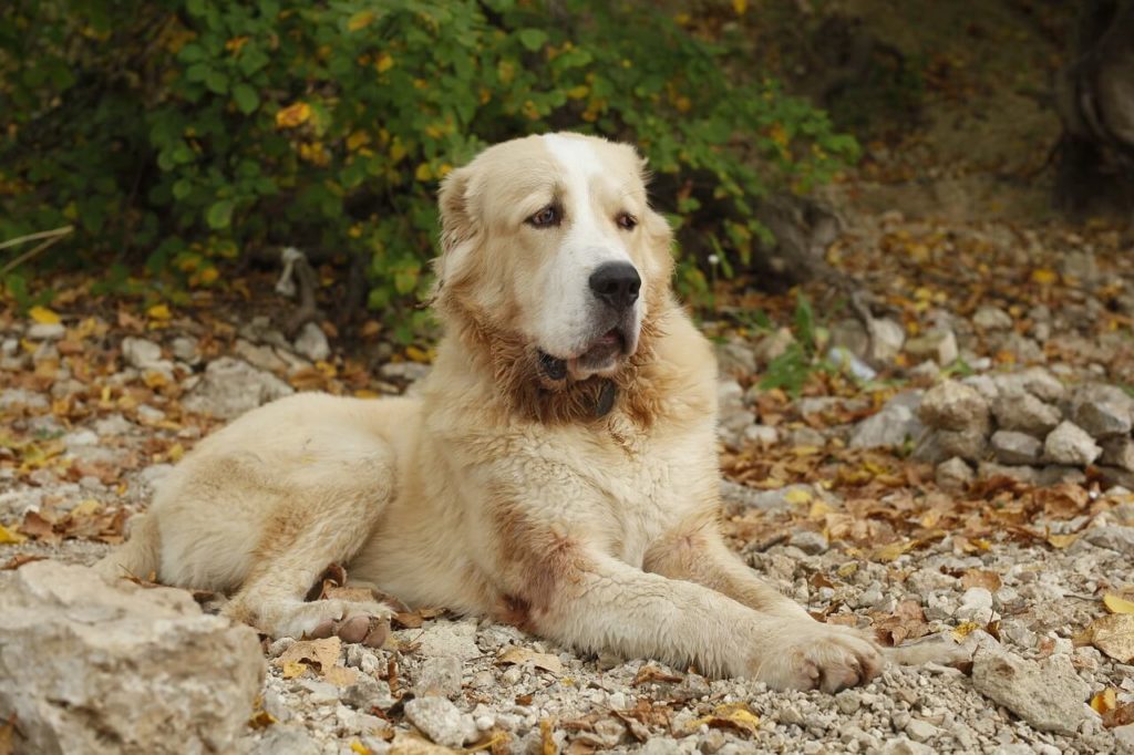 dog 2826301 1280 1 Какие породы собак самые крупные - Блог SUPERPET