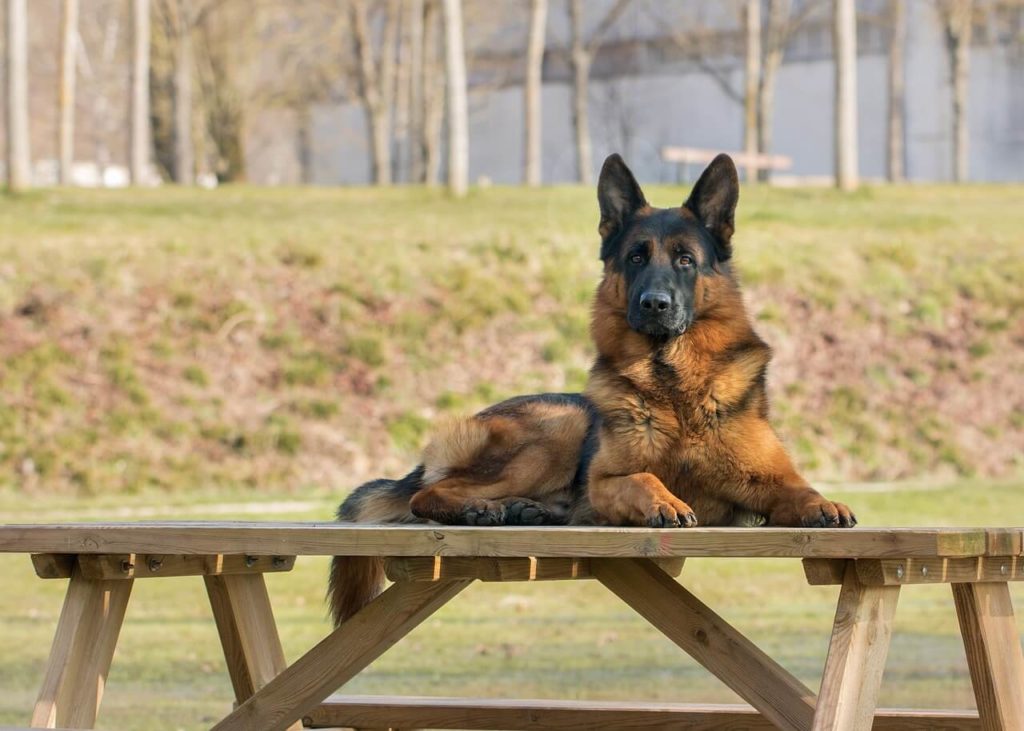 dog 3204401 1280 1 Какие породы собак самые крупные - Блог SUPERPET