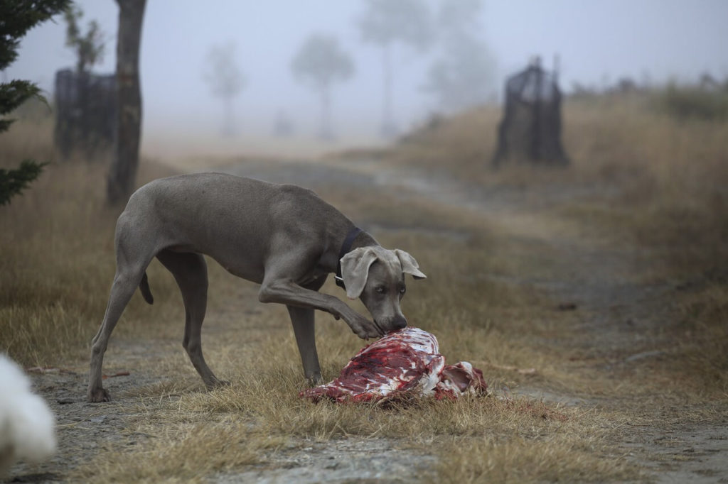 dog 537074 1280 1 Что такое видовое питание и почему «домашним хищникам» кошке и собаке необходимо мясо - Блог SUPERPET