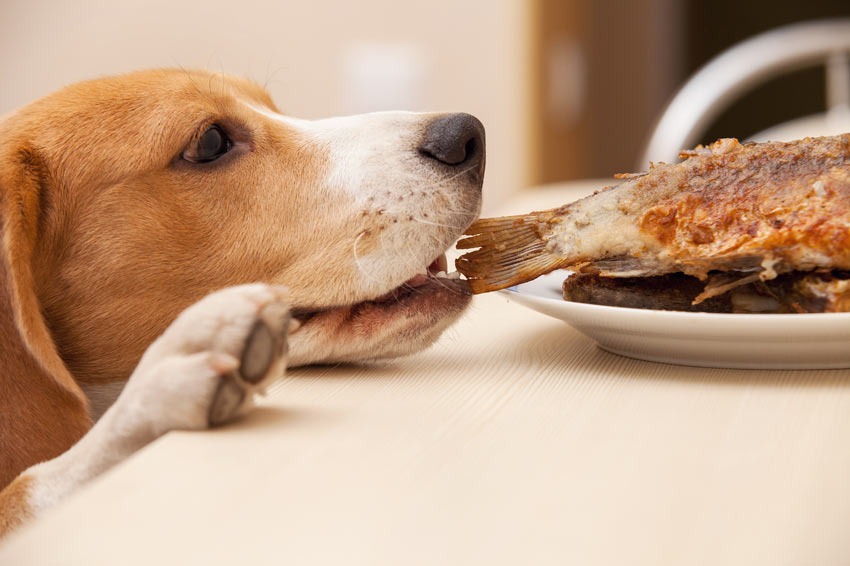 dog dog guide a naughty beagle stealing food from the dinner table Нельзя давать собаке еду со стола, даже если она очень просит