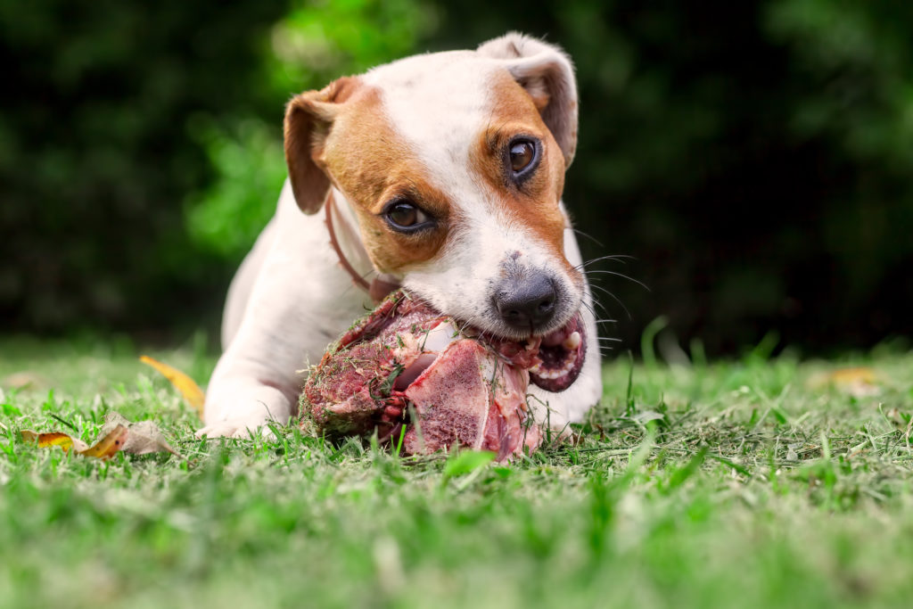dog raw meat adobestock 132064414 1024x683 1 Против природы: чем опасен сухой корм - Блог SUPERPET