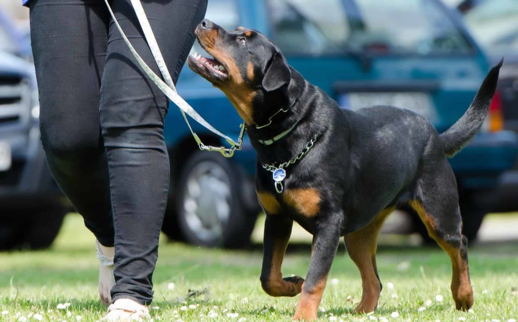 dog school 672716 1920 Топ самых популярных пород собак в России и мире - Блог SUPERPET