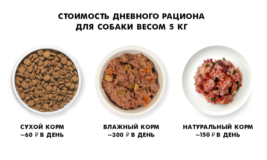 dogdaily 1 Во что обходится неправильный рацион собак - Блог SUPERPET