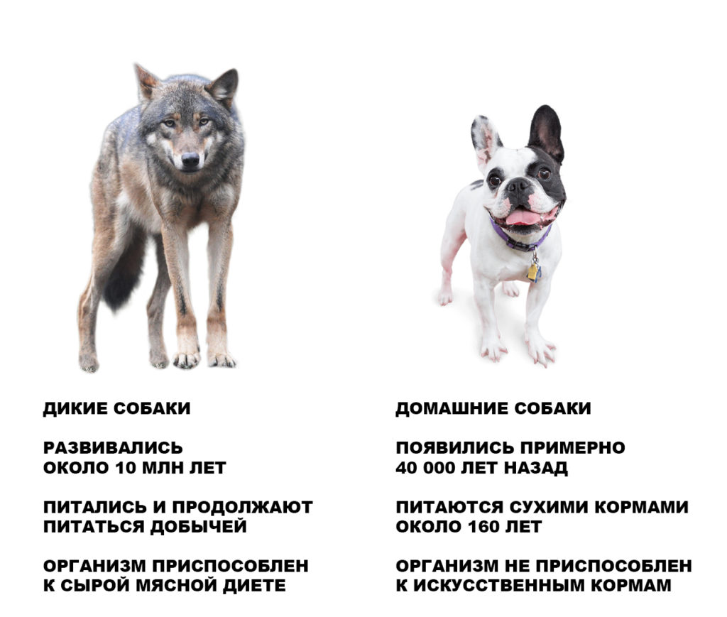 Дикие собаки развивались миллионы лет и питались сырой пищей. Домашние собаки питаются кормами всего около 160 лет.