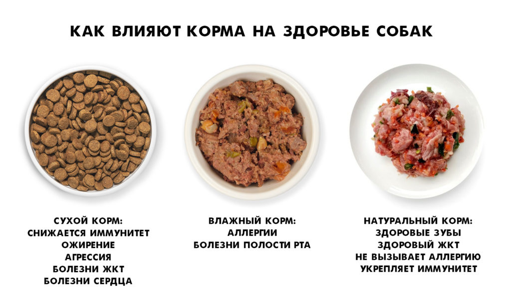 dogshealt Как корма влияют на здоровье собак