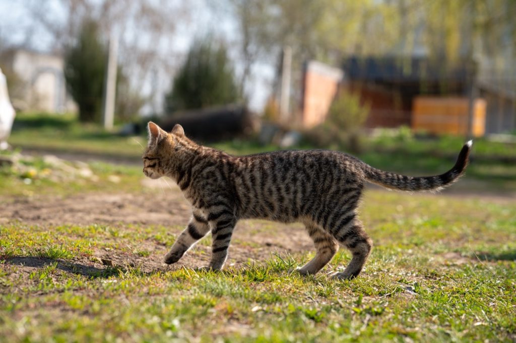 domesticated gray cat playing on a grassy lawn on a beautiful day krupnyj Что делать, если кошка просится на улицу - Блог SUPERPET