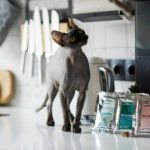Аллергия у кошек и собак - Блог SUPERPET
