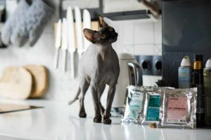 Аллергия у кошек и собак - Блог SUPERPET