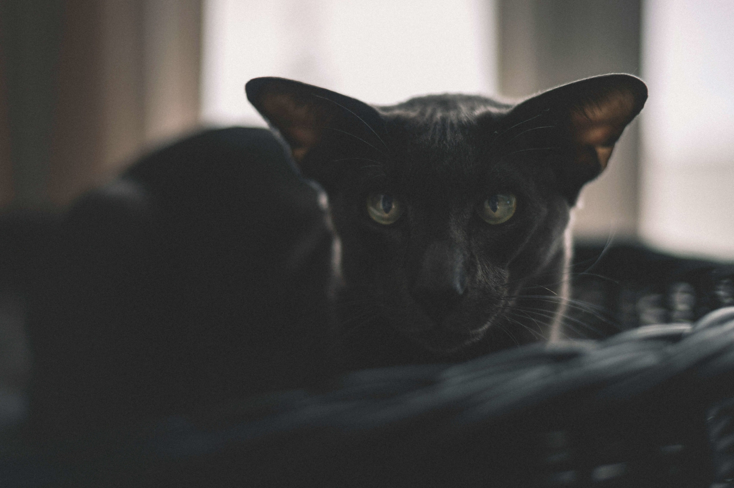 egor myznik h1szlamgrka unsplash 1 1 scaled Ориентальная кошка: особенности породы, характер - Блог SUPERPET