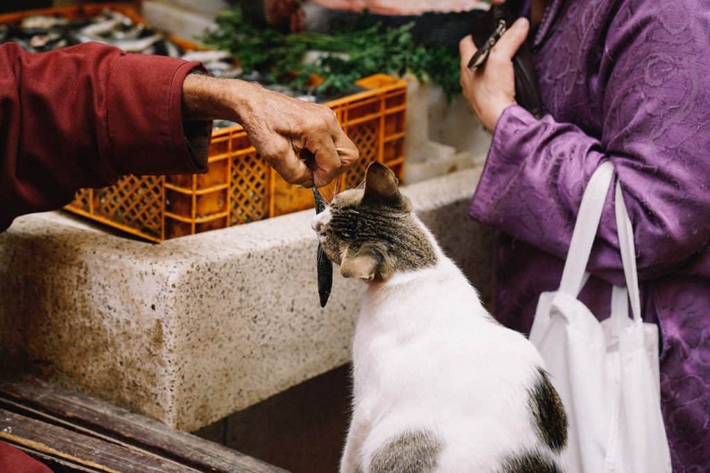 el pescado es uno de los mitos sobre la alimentacion en gatos 1024x682 4 Можно ли давать кошкам рыбу: как часто кормить кота, польза и вред сырой и вареной рыбки - Блог SUPERPET