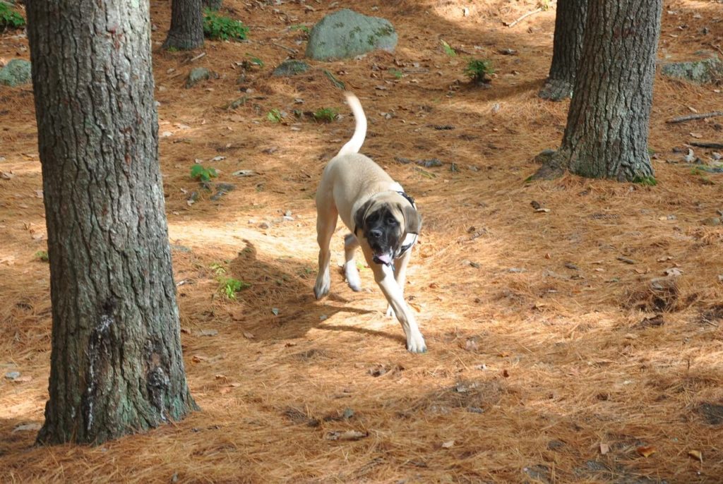 english mastiff 489185 1280 1 Какие породы собак самые крупные - Блог SUPERPET