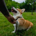 Всё, что нужно знать о корги - Блог SUPERPET