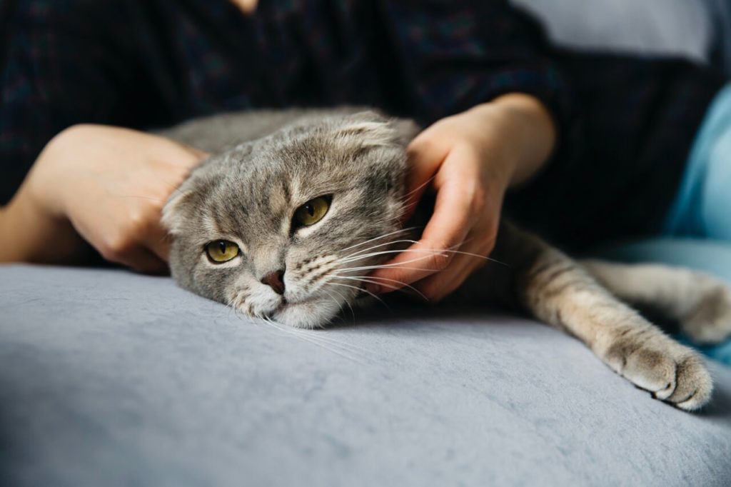 female petting adorable lazy cat krupnyj razmer 1 Чувствительное пищеварение у кошки: что важно знать - Блог SUPERPET
