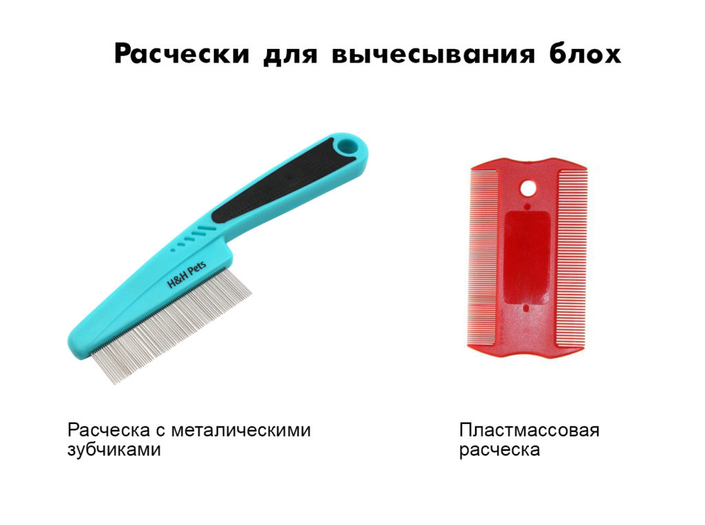 fleas Как избавить котёнка от блох? - Блог SUPERPET