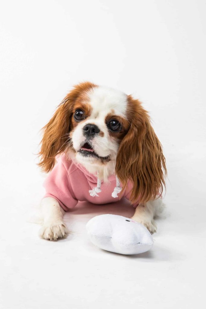 flouffy wap ibphn 4 unsplash 1 Социализация щенка: этапы и методы - Блог SUPERPET
