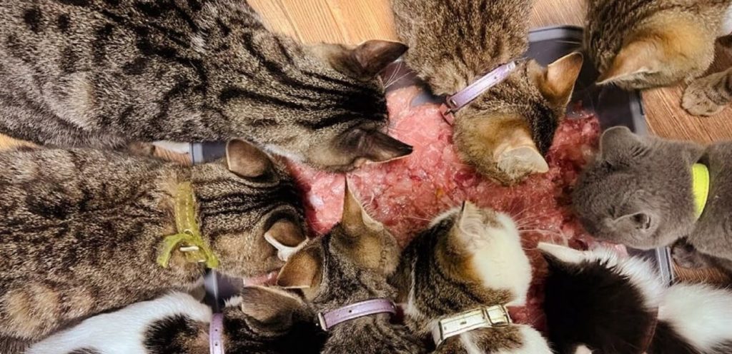 frame 114 3 krupnyj razmer 1 Чем покормить бездомных животных - Блог SUPERPET