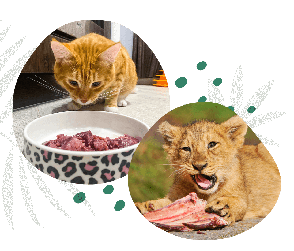 Классы кормов для кошек: как выбрать питание для питомца - Блог SUPERPET