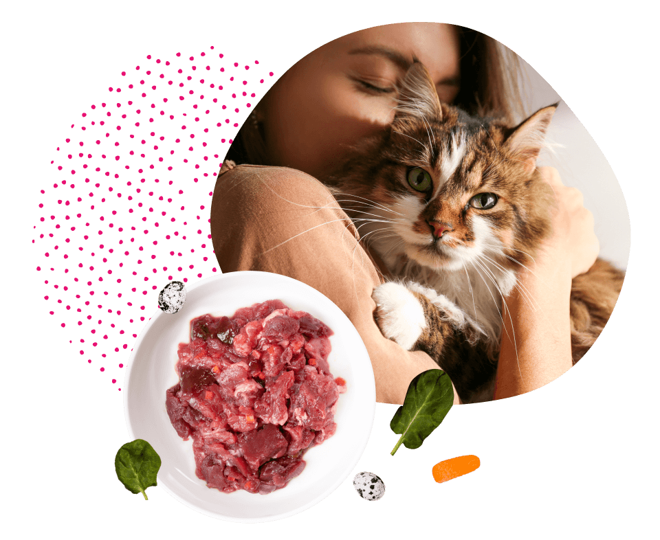 frame 427319320 1 Цистит у кошек: симптомы и лечение - Блог SUPERPET