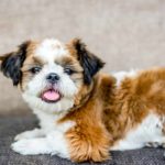 Социализация щенка: этапы и методы - Блог SUPERPET