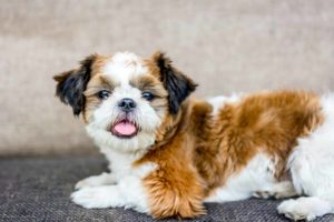 Социализация щенка: этапы и методы - Блог SUPERPET