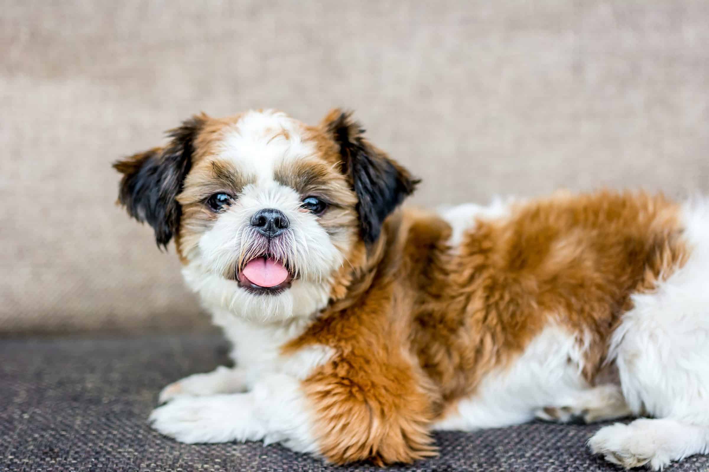 Социализация щенка: этапы и методы - Блог SUPERPET