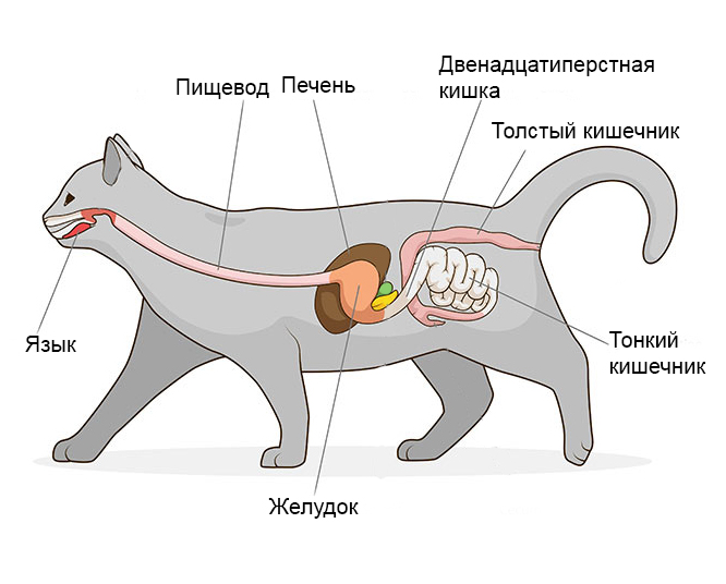 gicats Заболевания ЖКТ у кошек и видотипичный рацион - Блог SUPERPET