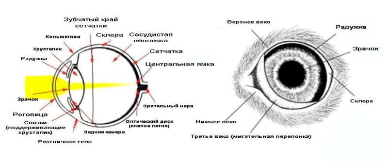 Как видят кошки - Блог SUPERPET