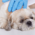 Мочекаменная болезнь у кошек и собак - Блог SUPERPET