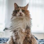 Здоровая шелковистая шерсть — мой лучший наряд!