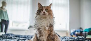 Здоровая шелковистая шерсть — мой лучший наряд!